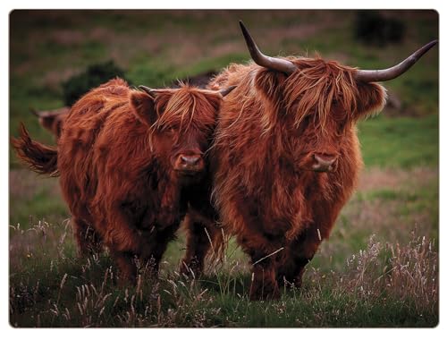 Image of Highland Cows Set of 4 Placemats