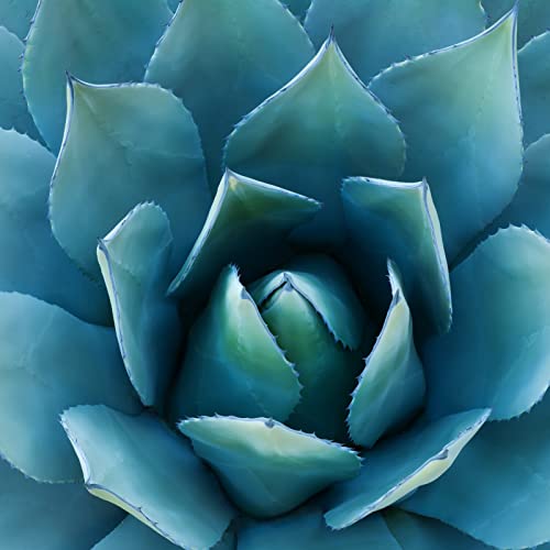 Inulin Pulver BIO 500g von vom Achterhof Ballaststoff aus blauer Agave