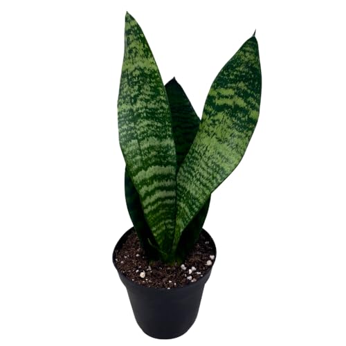 BubbleBlooms Green Snake Plant in a 4 inch Pot All-Green