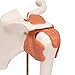 3B Scientific A80 Functional Shoulder Joint - 3B Smart Anatomy