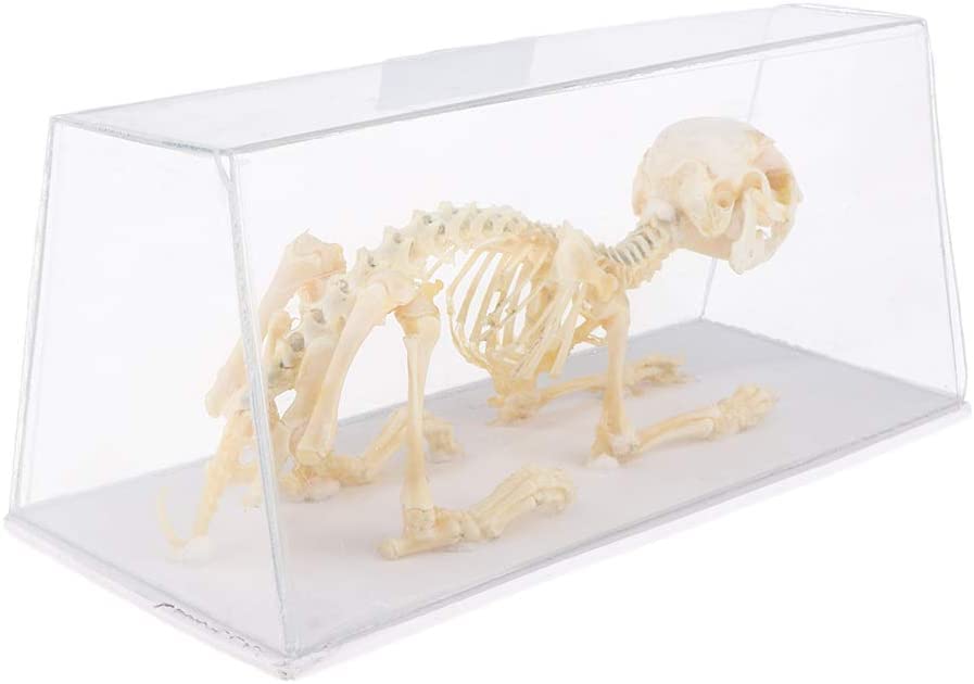 Amazon | 動物骨格モデル ウサギの骨標本 子供 科学自然 おもちゃ