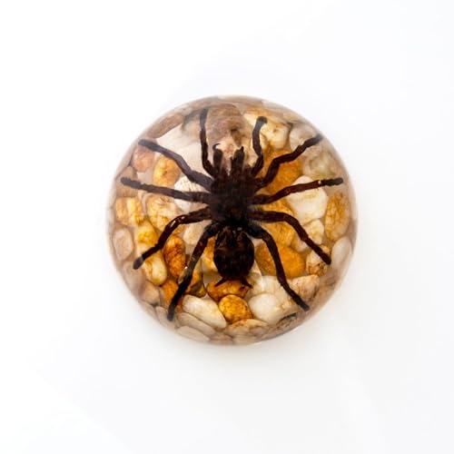 Spider Specimen Real Animal Taxidermy, Spider Specimen in Resin for Halloween Home Desk Decor, Taxidermy Animal Paperweight for Biology Science Classroom Education (Spider, 3.5x1.8 inch)