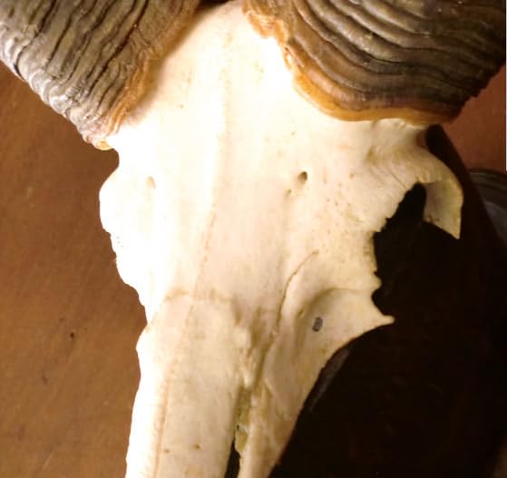 高品質！イランド スカルホーン（幼獣）A 高品質！イランド スカル