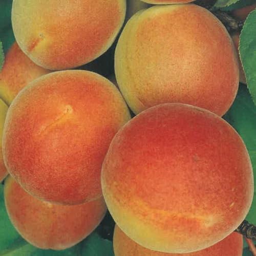 PIANTA DA FRUTTO ALBICOCCA CAFONA in mastello età 5/6 anni C.T. 14/16 cm