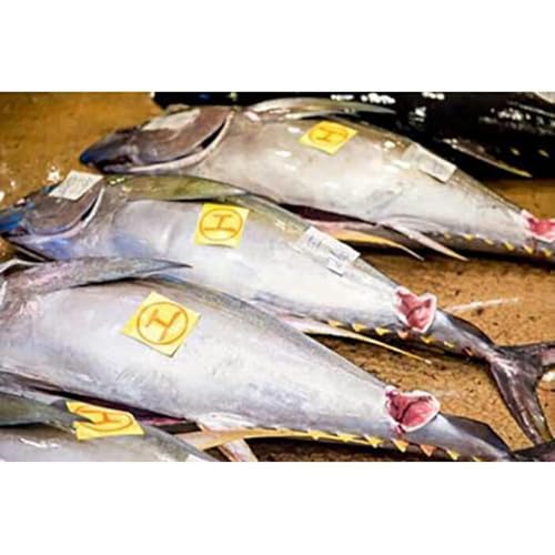 [泊漁港直送] 沖縄美ら海まぐろ 1Kg
