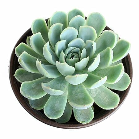 Image of Bigreen Pack of 2 Vishnu Kamal and Laxmi Kamal Succulent Plants with Pots Elegant Indoor and Outdoor Decoration