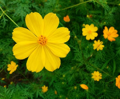 Image of Cosmos Flower Seeds Mix Pack of 50 Plus Seeds Multicolor Seasonal Flower Seeds for Home Garden Balcony Pots Outdoor Gardening