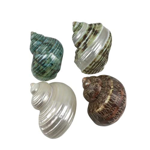 Image of MMvolesy Assorted Turbo Shell,Hermit Crab Shells 4Pc