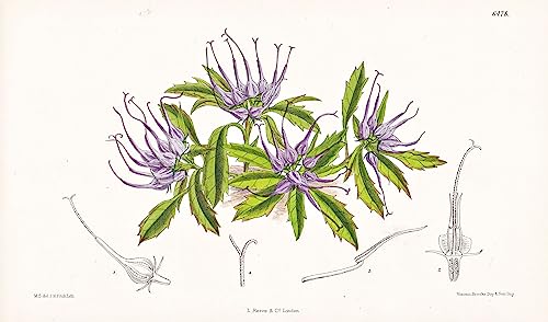 Phyteuma Comosum. Tab. 6478 - Austria Österreich / Pflanze Planzen plant plants / flower flowers Blume Blumen / botanical Botanik botany / aus 