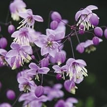 Plant World Seeds - Thalictrum Delavayi Seeds (Perennial Flower Seeds)