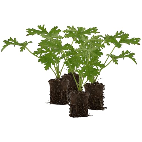 Live Citronella Geranium Plant Plugs (4-Pack), Pelargonium Citronella Scented Seedlings