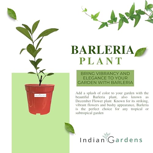 Image of Indian Gardens - Purple Colour Barleria cristata /Decemeber flower plant 6 inch Terracotta Colour Pot