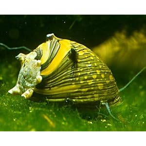 Gewei slak Sun Snail – Clithon Corona