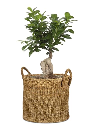 Cache-pot Scheurich Jonc de mer haut de gamme pour plantes vertes - 3