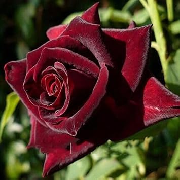 100pcs Red Baccara Rose Flower Seeds