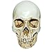 MagiDeal Lifesize 1:1 Human Skull Replica Resin Model Anatomical Medical Skeleton