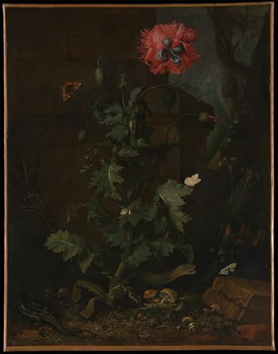 Poster coquelicots et reptiles pour créer une ambiance cabinet de curiosités