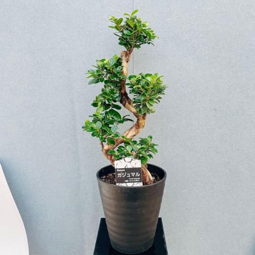 観葉植物 8号 ガジュマル」の人気商品一覧 | 安い商品を通販サイトから