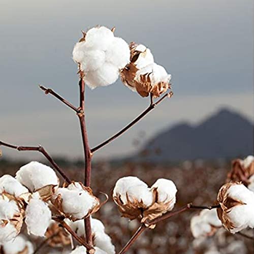 Image of Organyc 100% Organic Cotton Rounds - Biodegradable Cotton, Chemical Free, For Sensitive Skin (70 Count) - Daily Cosmetics. Beauty and Personal Care