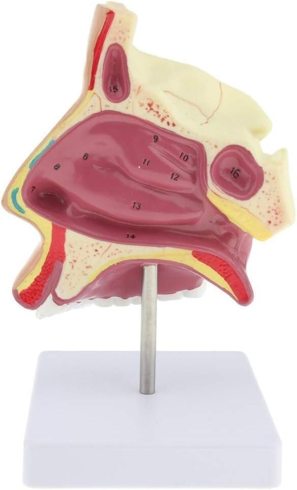 Modèle d'anatomie nasale humaine pour enseignement