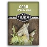 Survival Garden Seeds Hickory King Corn Seed for Planting - 1 Packet with Instructions to Plant and Grow White Field or Dent Corn in Your Home Vegetable Garden - Non-GMO Heirloom