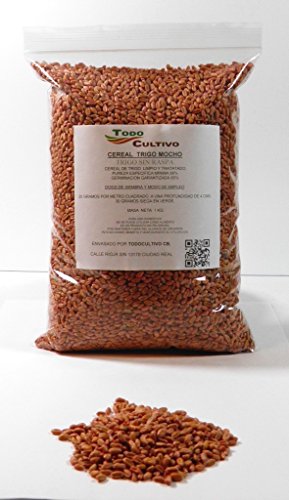 Soft Wheat Mocho Treated Without Scrub for Sowing, 1 Kilo Bread