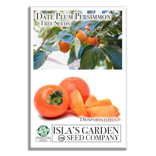 Date Plum Persimmon Tree Seeds (Diospyros Lotus) – 30+ Non-GMO & Heirloom Seeds, Exotic & Rare Fruit Tree, 80% Germination Rate, by Isla’s Garden Seeds, Unique Edible Landscape Addition