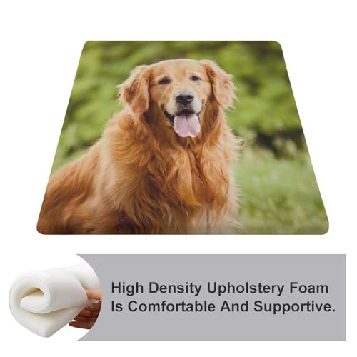 Cojín de perro Golden Retriever para sillas de comedor para disfrutar de comidas más cómodas 4