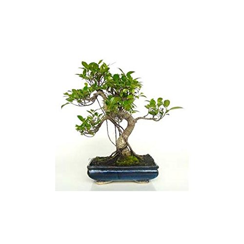 BonsaiGranada | Ficus Retusa 10 ans