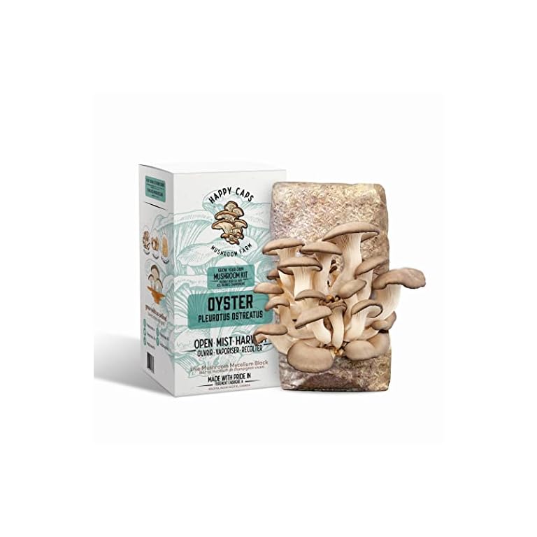 Grow Your Own Organic Mushroom Kit Oyster Mushroom Indoor Growing