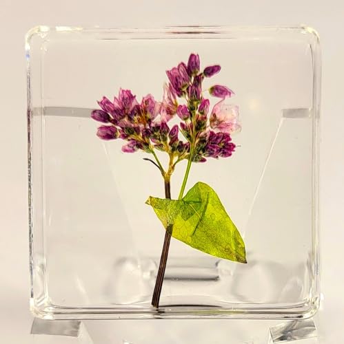 Image of 38mm Real Buckwheat Flower in Crystal Clear Lucite Resin Specimen Botanist Herb Herbarium Fagopyrum Esculentum Collection for Botany Science Education & Desk Ornament Display Small Paperweight