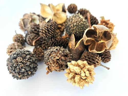 Natural Botanical Seed Pods, 32-Piece Premium...
