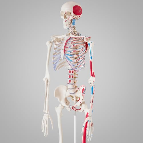 tectake® Life-Size Anatomical Skeleton Model with Removable Limbs & Flexible Joints, Detailed Human Skeleton Model, Incl. 3 Human Anatomy Posters of Bones & Muscles, Stand with Wheeled Base - 180 cm