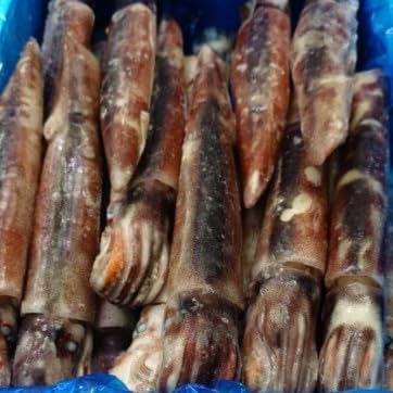 ���� ���� �Z�[�� �I�I �N�x�ǂ� �I �o������ �Ⓚ������߂��� 25�t ���� ���� �h�p�e ��茧�Y �O�� 1�t 160g �O�� �V�N�Ȑ��������o���Ⓚ�ɂ��܂����I�I���h�g, ������񉖐h�ɂ��œK�N�x�ł��B �C�J �G�� ����߂��� �^���� �C�J �h�g 