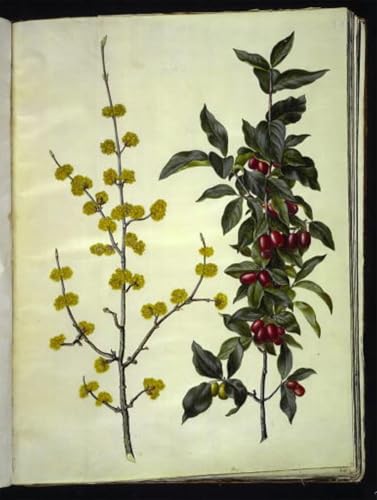 Tableaux Cornus Mas par Hans Simon Holtzbecker poster art mural impression sur toile 60x90cm