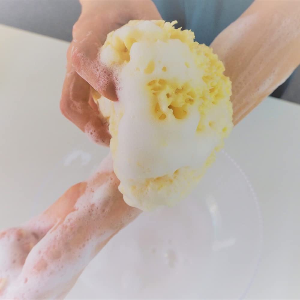 Amazon | オーティーエス・ジャパン 天然海綿スポンジ（ハニコム種