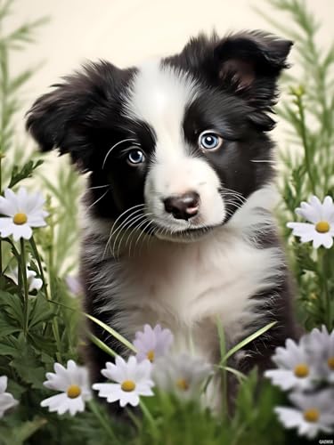 Broderie diamant Border Collie pour décorer le salon avec art