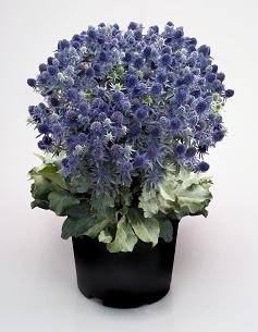 Eryngium planum Blue Hobbit 100 Seeds