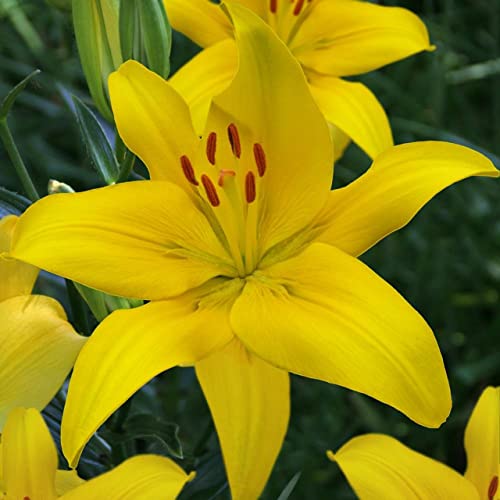 Plantogallery® Asiatic Lily “Lilium Dynamix” Imported Variety Flower Bulbs for Gardening – Pack of 5 Bulbs (Yellow) - Image 3 thumbnail