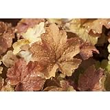  Heuchera villosa \'Caramel\' -R-