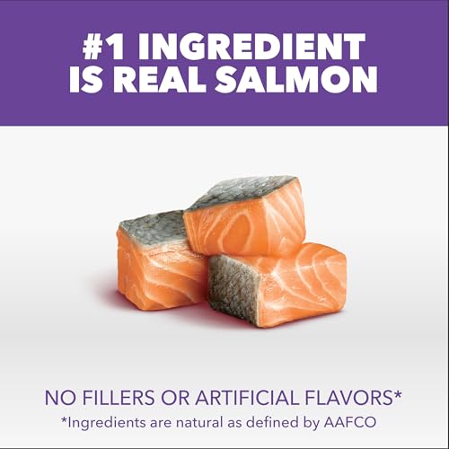 Image of IAMS Proactive Health Healthy Kitten Dry Cat Food Salmon Recipe, 16 lb. Bag
