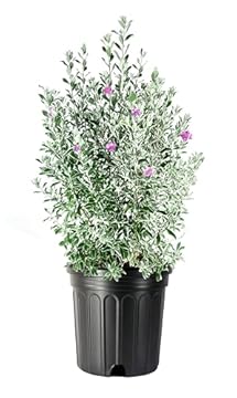 best outdoor plants for texas heat