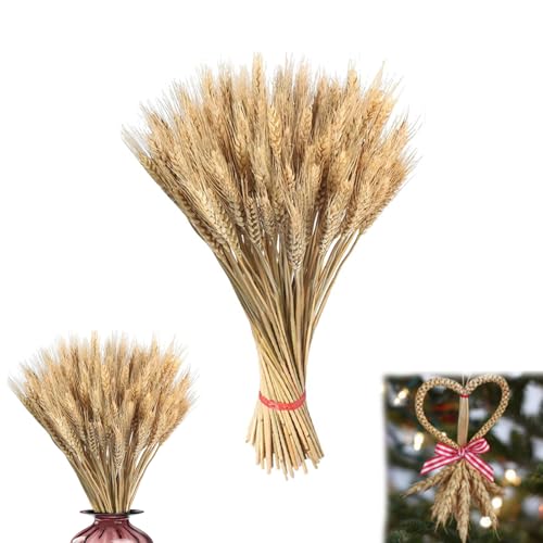100 Stems 40cm Dried Wheat Flowers, Natural Ear of Grain Dry Grass Bunch, DIY Dried Wheat Grain Flowers Arrangets, Wheats Grass Decorative for Vases Wedding Holiday Party Table Home Kitchen
