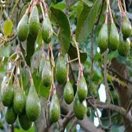 3pcs Fresh Avocado Fruit Seeds Green