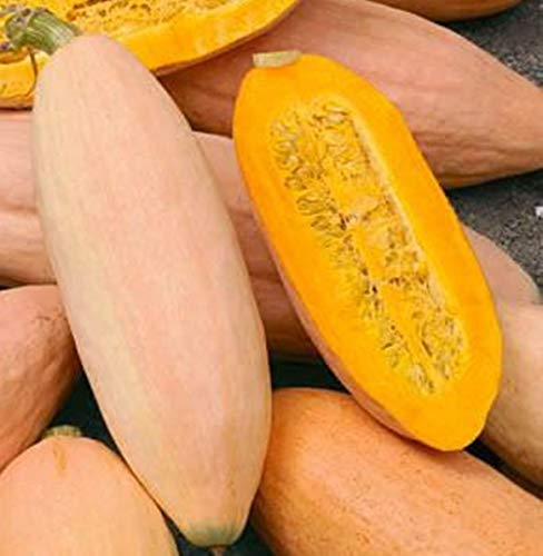 Pink Banana Squash 25 Seeds. Winter #TOP16