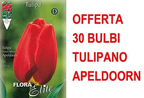 OFFERTA 30 BULBI TULIPANO DARWIN HYBRID APELDOORN BULBS