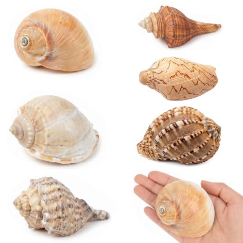 Image of 6PCS Hermit Crab Shells Medium to Large, Natural Sea Conch 2.5 inch-3.5 inch, Opening Size 1.5 inch - 2.7 inch | Growth Turbo Shells Hermit Crab Small Medium Large, Saltwater Hermit Crab Accessories