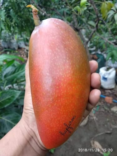 Image of All Time Mango Plant Japanese Variety Grafted Live Tree 2-3 Feet