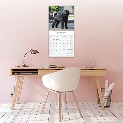 Bouvier des Flandres - Flandrischer Treibhund 2024 - 16-Monatskalender: Original Avonside-Kalender [Mehrsprachig] [Kalender] (Wall-Kalender)