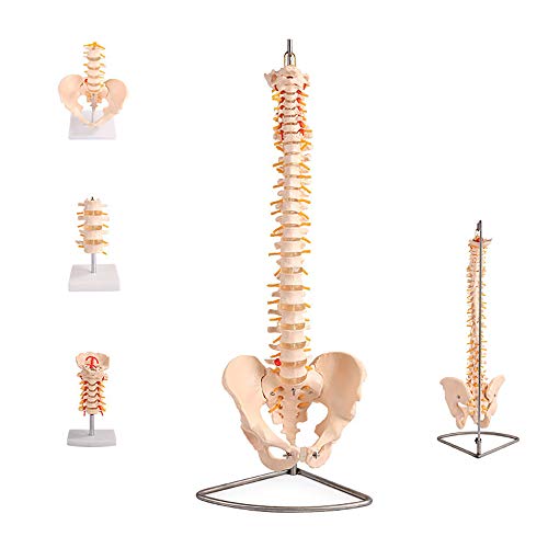 Modèle de colonne vertébrale humaine anatomique pour l'étude orthopédique - 2